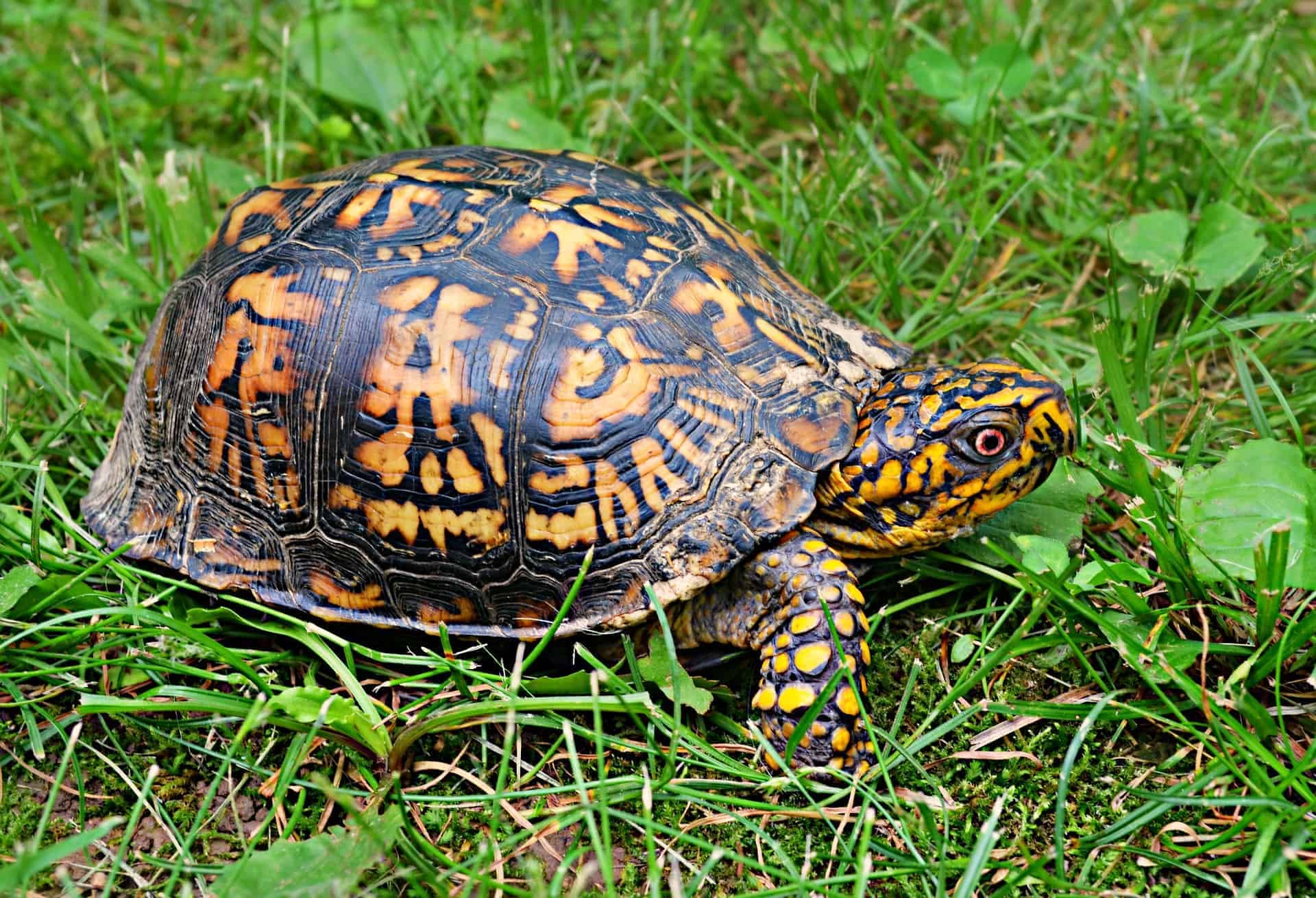 Eastern Box Turtle.jpg