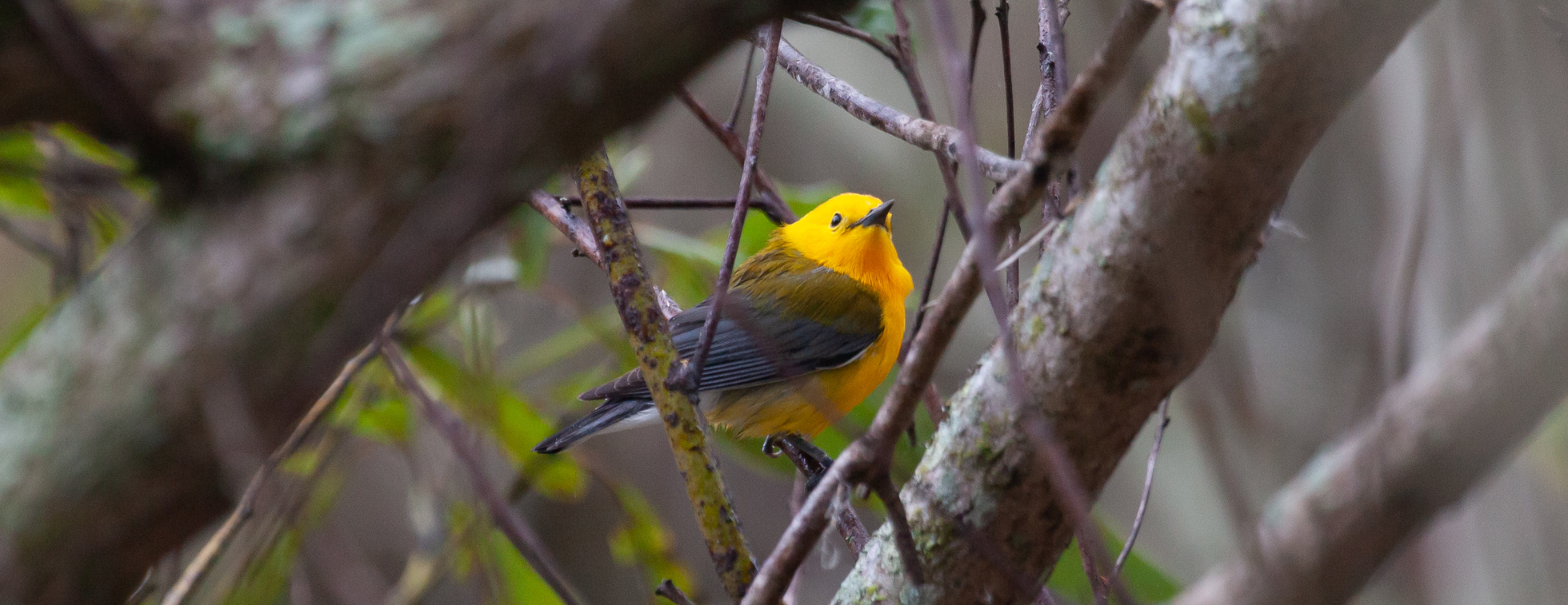 HVA Auction for the Environment